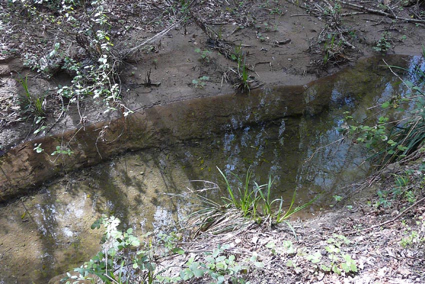 Salamandrine di Maremma